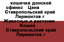 кошечка донской сфинкс › Цена ­ 3 000 - Ставропольский край, Лермонтов г. Животные и растения » Кошки   . Ставропольский край,Лермонтов г.